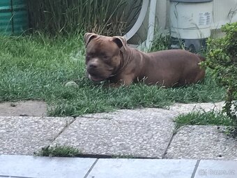 American bully - 7