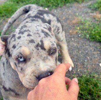 American Bully XL / XXL - 7