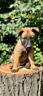 Štěně belgického ovčáka malinois s PP - 7