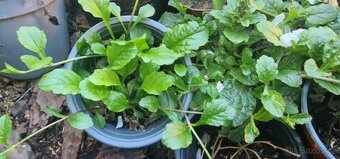 TRVALKY...VERBENA,PUPALKA RŮŽOVÁ,DENIVKA,ZBĚHOVEC,ZLATOVKA - 7