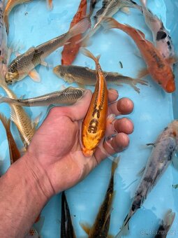 Koi kapři - 7