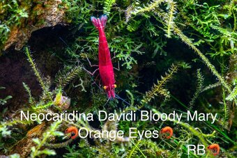 TOP AKVA KREVETKY PREMIUM Caridina a Neocaridina - Odchovy - 7