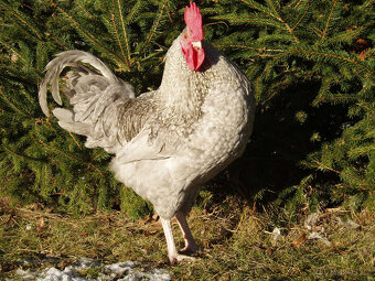 Prodám krásného kohouta do chovu - 7