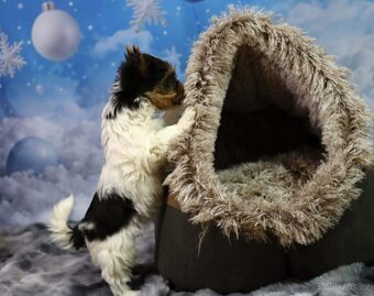 Biewer terriér jorkšírský - 7