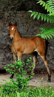 Hřebec original Knabstrupper - 7