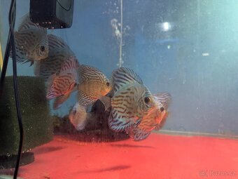 Terčovec discus - 7