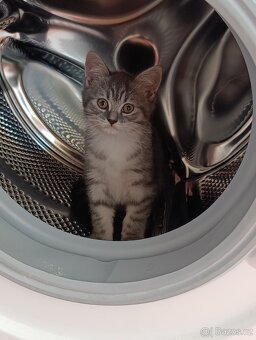 Prodám kocourky Britská modrá + whiskas - 7