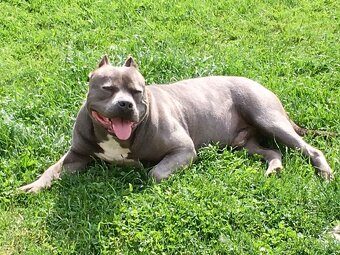 Americký Stafordširský Teriér - 7