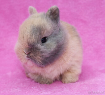 Zakrslý krátkouchý králíček . Samička . - 7