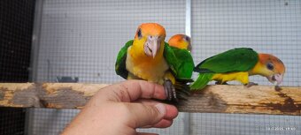 Amazonek bělobřichý - 7