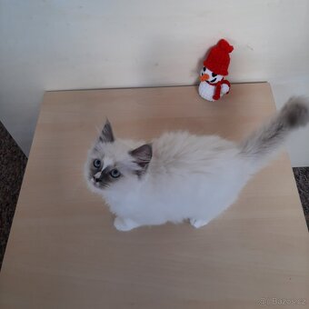 Prodám koťátka Ragdoll bez PP - 7