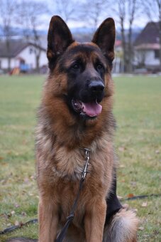 Německý Ovčák - 7