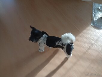 Prodej 4 letého pejska Yorkshire Teriér Biewer - 7