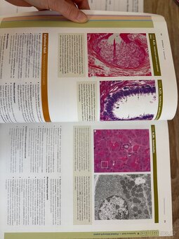 Junqueirovy základy histologie - 7