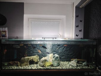 JUWEL 300L + Malawi 400L - 7