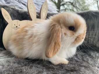 ❤️❤️miminka Minilop Kralicek Beránek - 7