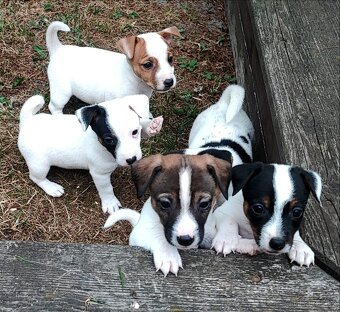 Jack Russel terier, kouzelná štěňátka - 7