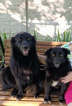 PRODEJ ROZTOMILÝCH ŠTĚŇÁTEK bez PP - 7