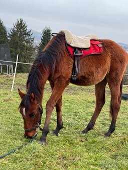 Hodný hřebeček - 7