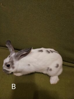 Králíčci - 3 samičky - odběr i jednotlivě - 7