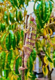 chameleon pardálí, terárium - 7