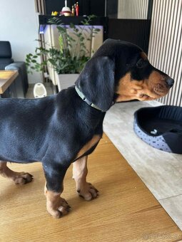 Šteňatá Doberman - 7