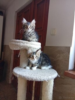 Mainská mývalí , MCO maine coon - 7