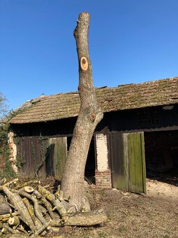 Kmeny ořechu - ořechové dřevo - 7