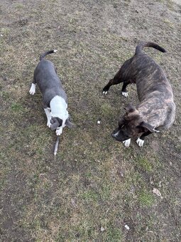 Americký stafordsirsky terier, Stafford, amstaf - 7