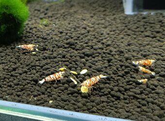 Caridina - Red Fancy Tiger - 7