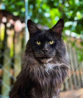 Mainská mývalí s PP - 7