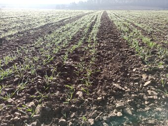 Roudnická sečka - 7