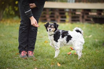 Bublina - malá kříženka, moc hodná, mazlivá a praštěná - 7