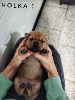 Štěňata kříženci - 7