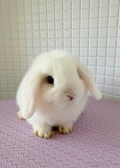 Minilop (zakrslý beránek anglického původu ) - 7
