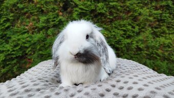 Zakrslý beránek, králíček, králík -MOLLY - 7