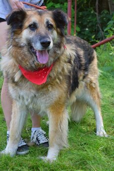 Talinn hledá domov - 7