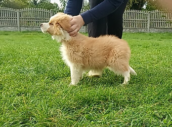 Border kolie s PP - 7