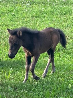 Klisnička minihorse - 7
