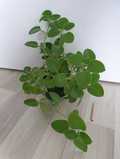 Krásné rýmovníky - 7