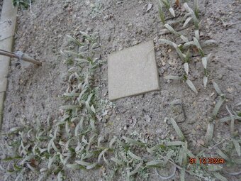 Mrazuvzdorná Palma konopná-palmičky - 7