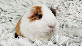 Morče, Morčátko, Morčátka - BETTY - 7