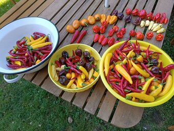 Sazenice chilli papriček - 7