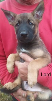 Belgický ovčák malinois - 7