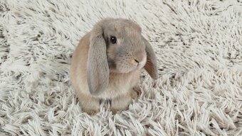 Zakrslý beránek, králíček, králík - MATEO - 7