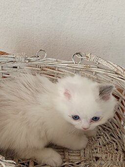 Ragdoll koťátko - 7