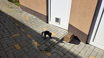 Daruji dvě koťátka - 7