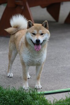 Shiba Inu s PP FCI - 7
