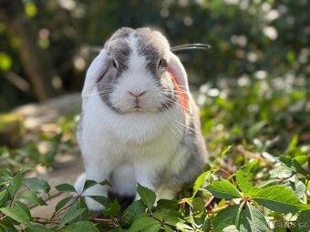 Dospělá samička zakrslého beránka - 7