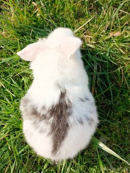 Zakrslý beránek - 7